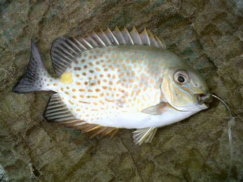 samaral fish|Rabbitfish (Kitong) – Fishing The Philippines.